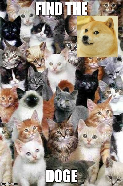 Can you find the doge? | FIND THE; DOGE | image tagged in too many cats | made w/ Imgflip meme maker
