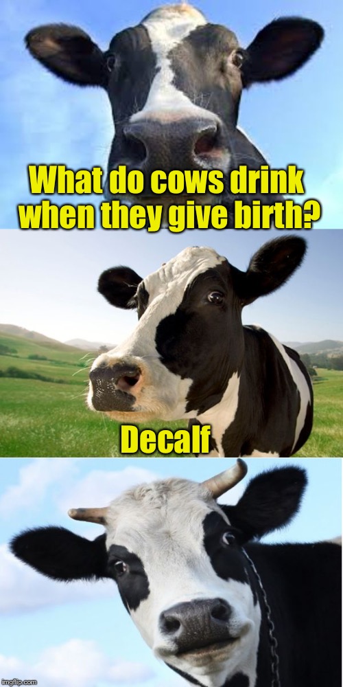 Bad Pun Cow | What do cows drink when they give birth? Decalf | image tagged in bad pun cow,memes,bad pun,decaf | made w/ Imgflip meme maker