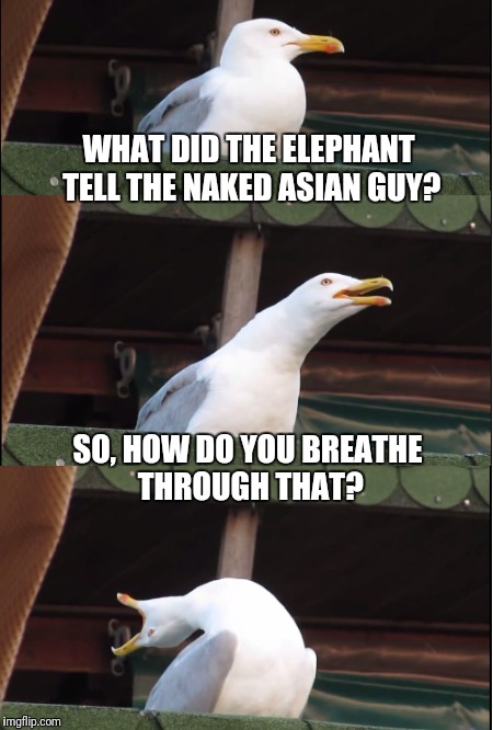 Ha! | WHAT DID THE ELEPHANT TELL THE NAKED ASIAN GUY? SO, HOW DO YOU BREATHE THROUGH THAT? | image tagged in animals,classic | made w/ Imgflip meme maker