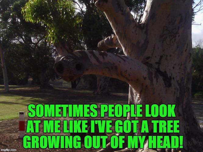 Some days.... | SOMETIMES PEOPLE LOOK AT ME LIKE I'VE GOT A TREE GROWING OUT OF MY HEAD! | image tagged in tree,weird stuff | made w/ Imgflip meme maker