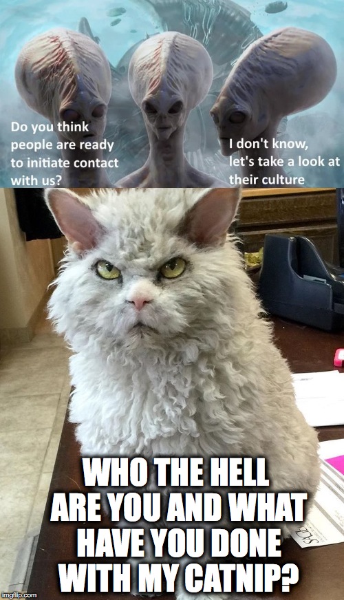 Pompous Albert Is Pissed | WHO THE HELL ARE YOU AND WHAT HAVE YOU DONE WITH MY CATNIP? | image tagged in where's my catnip | made w/ Imgflip meme maker