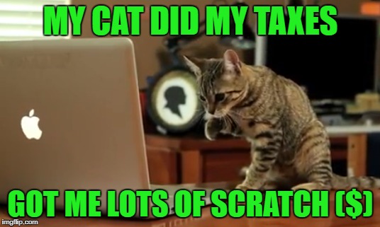 MY CAT DID MY TAXES GOT ME LOTS OF SCRATCH ($) | made w/ Imgflip meme maker