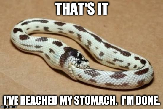 Snake Eating Itself | THAT'S IT; I'VE REACHED MY STOMACH.  I'M DONE. | image tagged in snake eating itself | made w/ Imgflip meme maker