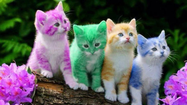 Rainbow Cats Blank Meme Template