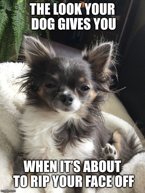 THE LOOK YOUR DOG GIVES YOU; WHEN IT’S ABOUT TO RIP YOUR FACE OFF | image tagged in dogo | made w/ Imgflip meme maker