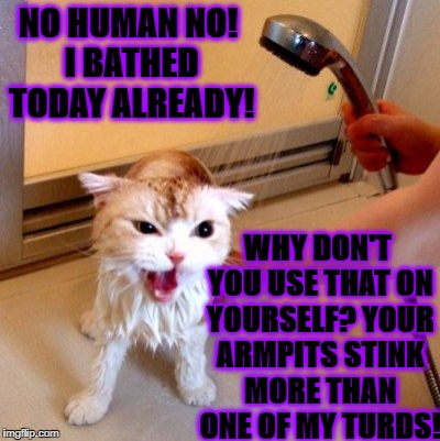 NO HUMAN NO! I BATHED TODAY ALREADY! WHY DON'T YOU USE THAT ON YOURSELF? YOUR ARMPITS STINK MORE THAN ONE OF MY TURDS! | image tagged in you smelly turd | made w/ Imgflip meme maker