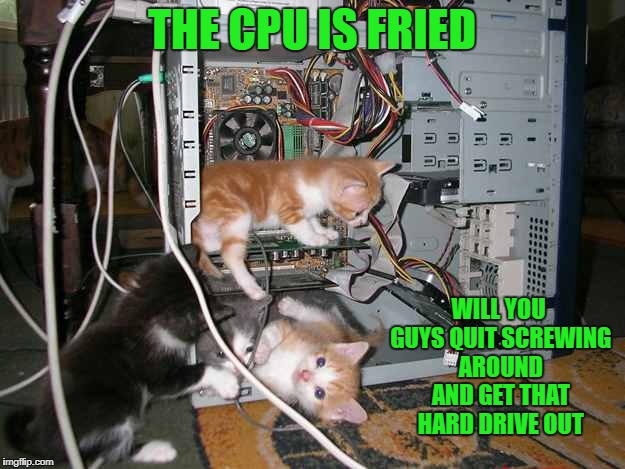 will you guys quit screwing around and get that hard drive out | THE CPU IS FRIED; WILL YOU GUYS QUIT SCREWING AROUND AND GET THAT HARD DRIVE OUT | image tagged in kittens | made w/ Imgflip meme maker