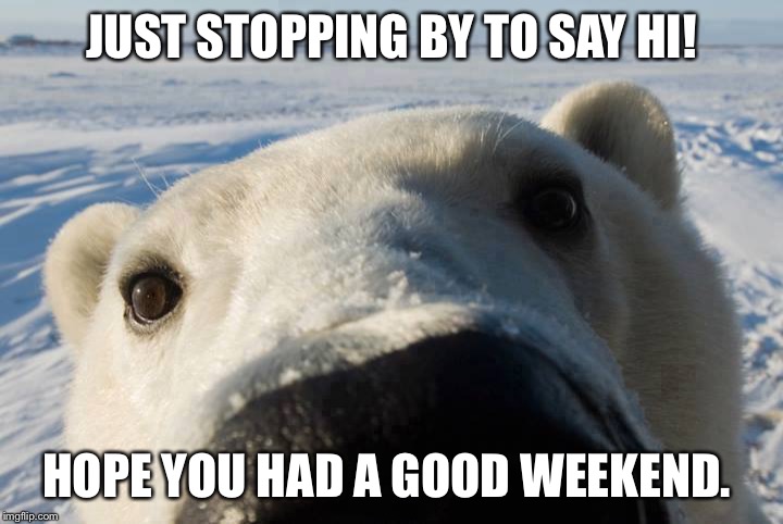 Image Tagged In Polar Bear Imgflip