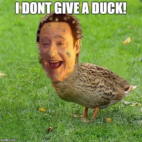 Get it? Ha Ha | I DONT GIVE A DUCK! | image tagged in the data ducky,humor i love it memes,star trek into data ducks world,meme to meme trek | made w/ Imgflip meme maker