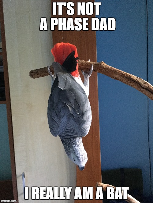 IT'S NOT A PHASE DAD; I REALLY AM A BAT | made w/ Imgflip meme maker