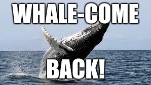 Whale. | WHALE-COME; BACK! | image tagged in whale | made w/ Imgflip meme maker