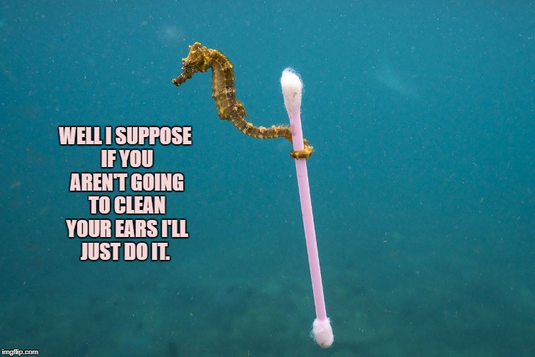 Seahorse Q-Tip | WELL I SUPPOSE IF YOU AREN'T GOING TO CLEAN YOUR EARS I'LL JUST DO IT. | image tagged in seahorse,q-tip,cotton swab | made w/ Imgflip meme maker