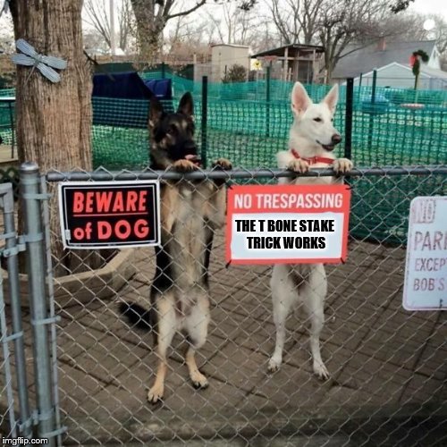 the T bone stake trick works | THE T BONE STAKE TRICK WORKS | image tagged in dog | made w/ Imgflip meme maker