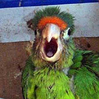 High Quality Stupid Parrot Blank Meme Template