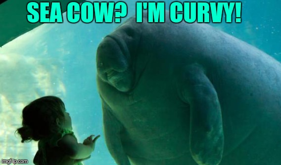 SEA COW?  I'M CURVY! | made w/ Imgflip meme maker