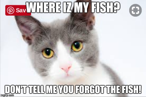 WHERE IZ MY FISH? DON'T TELL ME YOU FORGOT THE FISH! | image tagged in fish | made w/ Imgflip meme maker