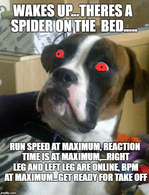 Blankie the Shocked Dog | WAKES UP...THERES A SPIDER ON THE 
BED..... RUN SPEED AT MAXIMUM, REACTION TIME IS AT MAXIMUM,...RIGHT LEG AND LEFT LEG ARE ONLINE, BPM AT MAXIMUM...GET READY FOR TAKE OFF | image tagged in blankie the shocked dog,spider,shocked face,uh oh,shit,funny | made w/ Imgflip meme maker