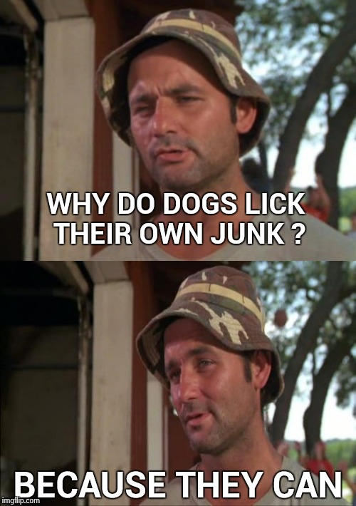 Bill Murray bad joke | WHY DO DOGS LICK THEIR OWN JUNK ? BECAUSE THEY CAN | image tagged in bill murray bad joke | made w/ Imgflip meme maker