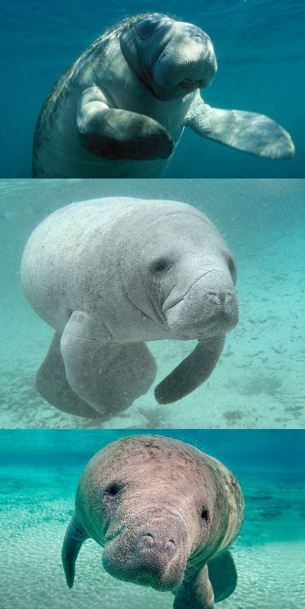 bad pun manatee Blank Meme Template