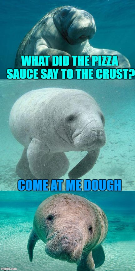 Bad pun manatee shirt | WHAT DID THE PIZZA SAUCE SAY TO THE CRUST? COME AT ME DOUGH | image tagged in bad pun manatee,memes,manatee,geico,tv ads,bad pun | made w/ Imgflip meme maker