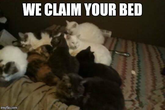When cats take ovee | WE CLAIM YOUR BED | image tagged in cats,funny,kitties | made w/ Imgflip meme maker