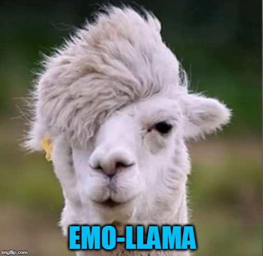 Meet Biff, the emo llama | EMO-LLAMA | image tagged in emo llama,llama,emo | made w/ Imgflip meme maker