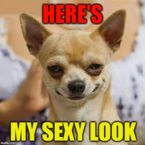 Sexy Chihuahua | HERE'S; MY SEXY LOOK | image tagged in vince vance,sexy chihuahua,chihuahua,dogs,funny animals,dog memes | made w/ Imgflip meme maker