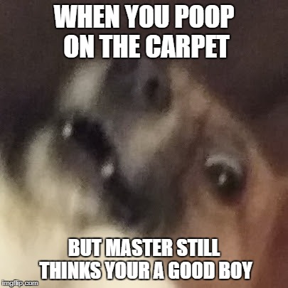 lassie The greatest dog in the world | WHEN YOU POOP ON THE CARPET; BUT MASTER STILL THINKS YOUR A GOOD BOY | image tagged in memes | made w/ Imgflip meme maker