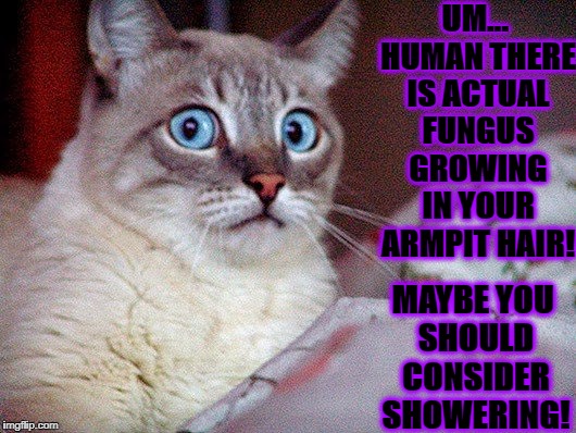 UM... HUMAN THERE IS ACTUAL FUNGUS GROWING IN YOUR ARMPIT HAIR! MAYBE YOU SHOULD CONSIDER SHOWERING! | image tagged in freaked out | made w/ Imgflip meme maker