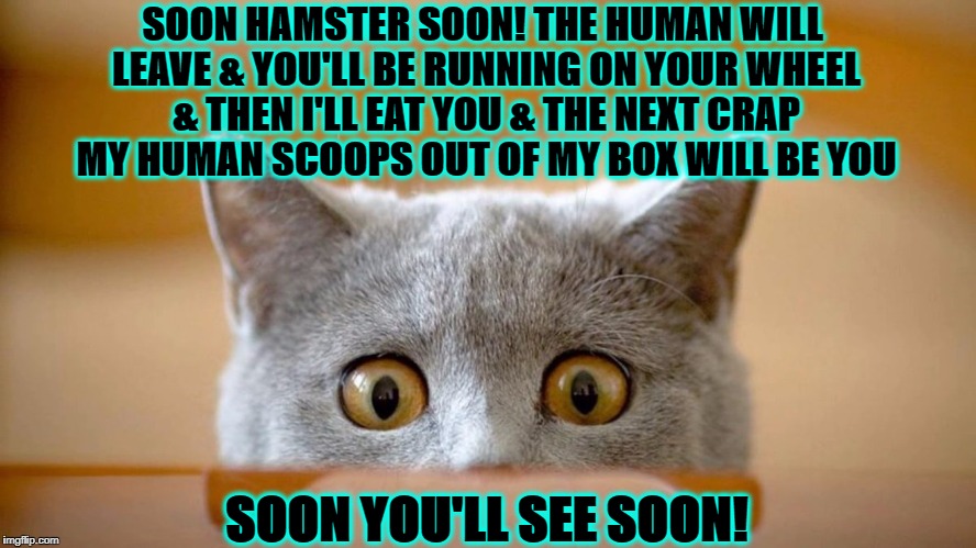 HAMSTER POOP | SOON HAMSTER SOON! THE HUMAN WILL LEAVE & YOU'LL BE RUNNING ON YOUR WHEEL & THEN I'LL EAT YOU & THE NEXT CRAP MY HUMAN SCOOPS OUT OF MY BOX WILL BE YOU; SOON YOU'LL SEE SOON! | image tagged in hamster poop | made w/ Imgflip meme maker