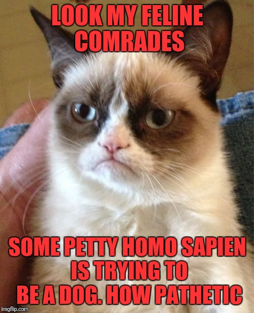 Grumpy Cat Meme | LOOK MY FELINE COMRADES SOME PETTY HOMO SAPIEN IS TRYING TO BE A DOG. HOW PATHETIC | image tagged in memes,grumpy cat | made w/ Imgflip meme maker