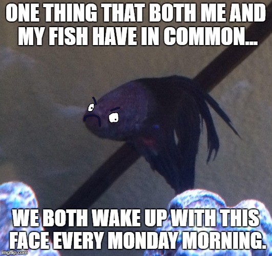 Fish on Monday | ONE THING THAT BOTH ME AND MY FISH HAVE IN COMMON... WE BOTH WAKE UP WITH THIS FACE EVERY MONDAY MORNING. | image tagged in memes,fish,betta,grumpy,monday | made w/ Imgflip meme maker