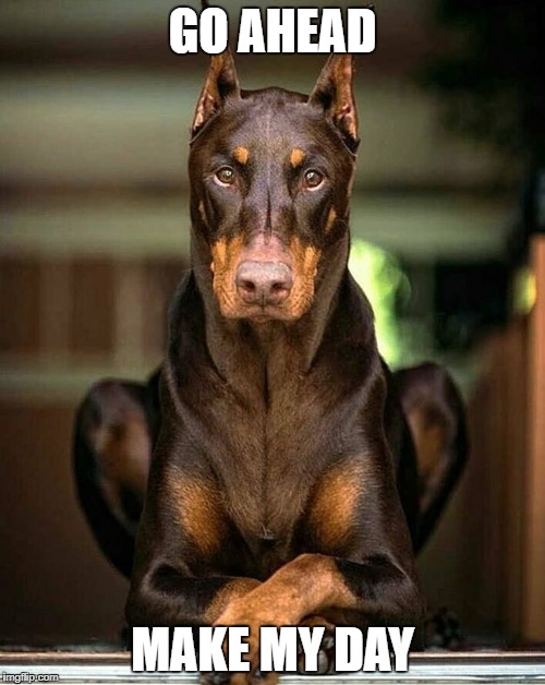 Doberman | GO AHEAD; MAKE MY DAY | image tagged in dog,funny | made w/ Imgflip meme maker