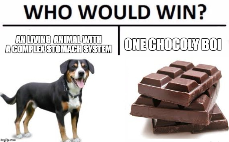 who would win   Ü | AN LIVING  ANIMAL WITH A COMPLEX STOMACH SYSTEM; ONE CHOCOLY BOI | image tagged in memes,who would win,dog | made w/ Imgflip meme maker