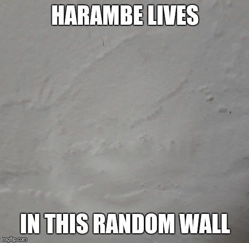 Harambe is back | HARAMBE LIVES; IN THIS RANDOM WALL | image tagged in harambe | made w/ Imgflip meme maker