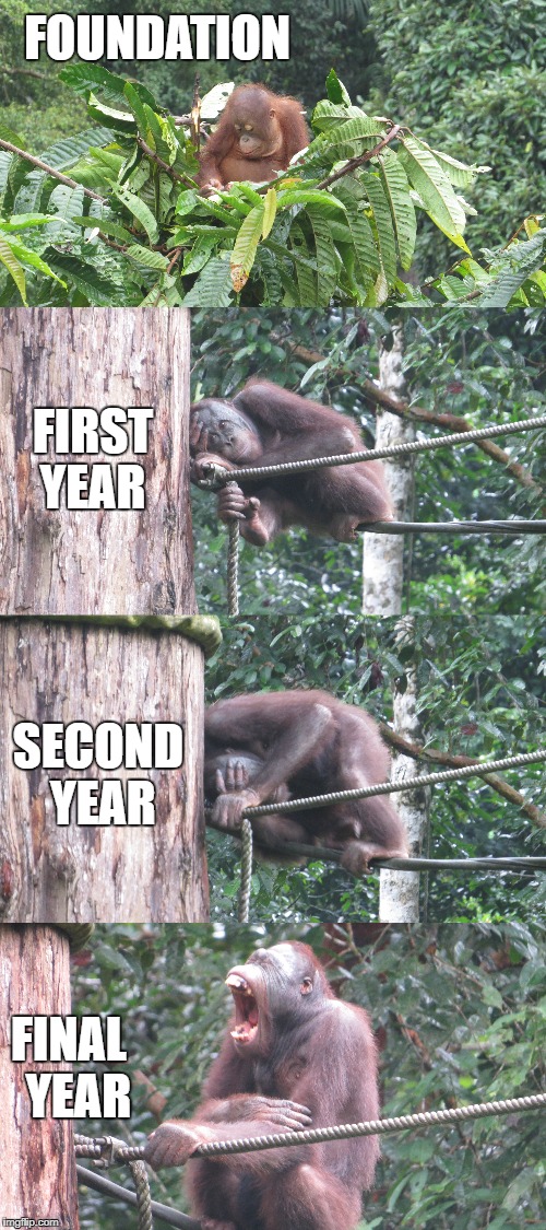 The life cycle of a uni student | FIRST YEAR; FOUNDATION; SECOND YEAR; FINAL 
YEAR | image tagged in university | made w/ Imgflip meme maker