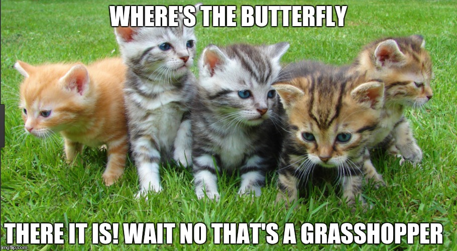 WHERE'S THE BUTTERFLY; THERE IT IS! WAIT NO THAT'S A GRASSHOPPER | image tagged in cats | made w/ Imgflip meme maker