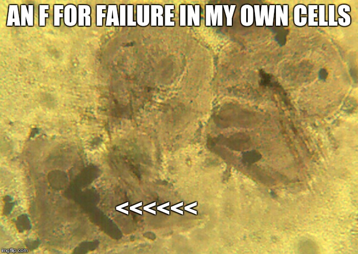 I am a failure | AN F FOR FAILURE IN MY OWN CELLS; <<<<<< | image tagged in failure,science | made w/ Imgflip meme maker