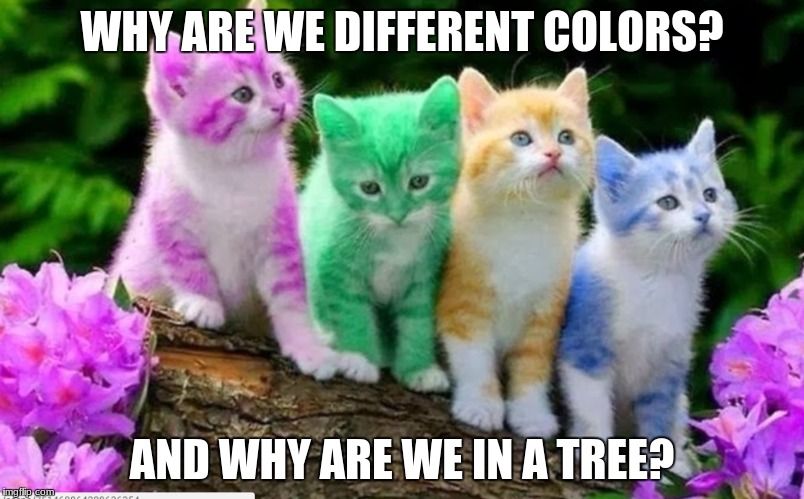 cats in a tree | WHY ARE WE DIFFERENT COLORS? AND WHY ARE WE IN A TREE? | image tagged in cats | made w/ Imgflip meme maker