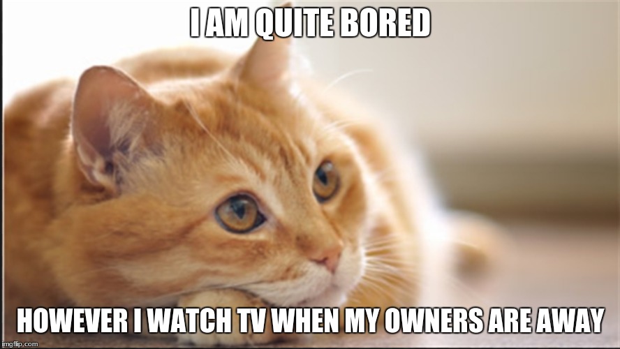 I AM QUITE BORED; HOWEVER I WATCH TV WHEN MY OWNERS ARE AWAY | image tagged in lazy cat | made w/ Imgflip meme maker
