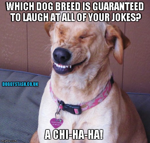WHICH DOG BREED IS GUARANTEED TO LAUGH AT ALL OF YOUR JOKES? A CHI-HA-HA! | image tagged in laughing dog | made w/ Imgflip meme maker