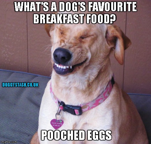 WHAT'S A DOG'S FAVOURITE BREAKFAST FOOD? POOCHED EGGS | image tagged in laughing dog | made w/ Imgflip meme maker