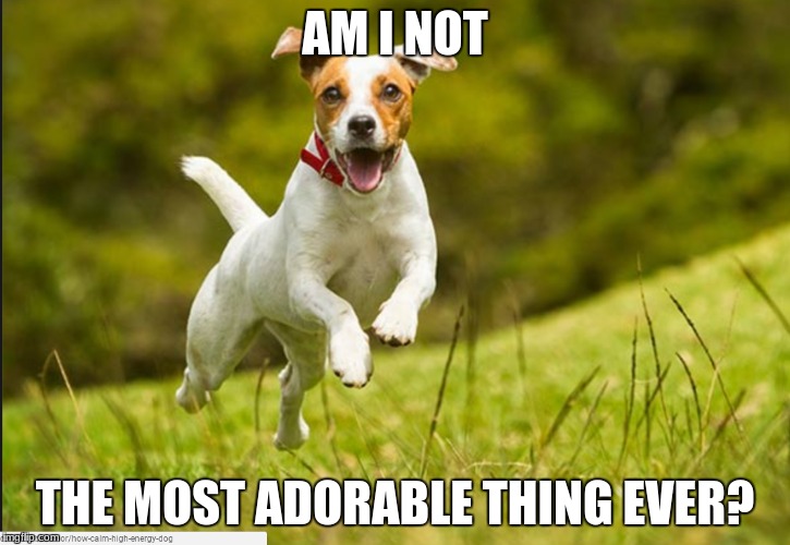 cute dog | AM I NOT; THE MOST ADORABLE THING EVER? | image tagged in cute dog | made w/ Imgflip meme maker