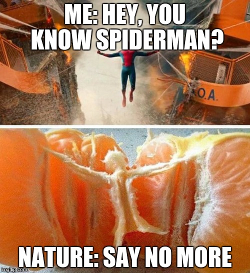 say no more | ME: HEY, YOU KNOW SPIDERMAN? NATURE: SAY NO MORE | image tagged in spiderman | made w/ Imgflip meme maker