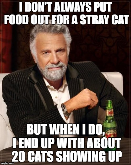 The Most Interesting Man In The World Meme | I DON'T ALWAYS PUT FOOD OUT FOR A STRAY CAT; BUT WHEN I DO, I END UP WITH ABOUT 20 CATS SHOWING UP | image tagged in memes,the most interesting man in the world | made w/ Imgflip meme maker