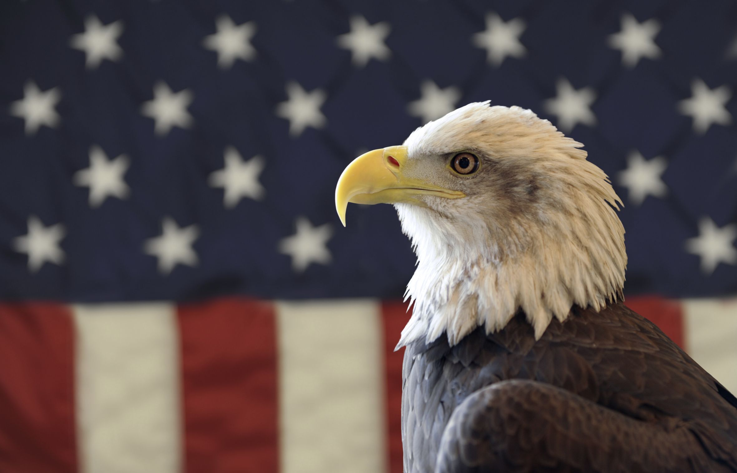 High Quality American Bald Eagle and US Flag Blank Meme Template