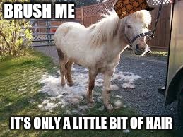 BRUSH ME; IT'S ONLY A LITTLE BIT OF HAIR | image tagged in more hair than horse,scumbag | made w/ Imgflip meme maker