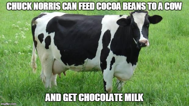 Chuck Norris Chocolate milk | CHUCK NORRIS CAN FEED COCOA BEANS TO A COW; AND GET CHOCOLATE MILK | image tagged in cow,chocolate milk,chuck norris,memes,funny memes | made w/ Imgflip meme maker