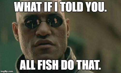 Matrix Morpheus Meme | WHAT IF I TOLD YOU. ALL FISH DO THAT. | image tagged in memes,matrix morpheus | made w/ Imgflip meme maker