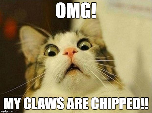 Scared Cat Meme | OMG! MY CLAWS ARE CHIPPED!! | image tagged in memes,scared cat | made w/ Imgflip meme maker